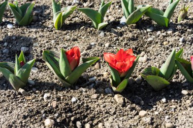 Büyüyen pancar fidan kırmızı çiçek. Genç, Filiz pancar kahverengi earth ile