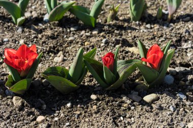 Büyüyen pancar fidan kırmızı çiçek. Genç, Filiz pancar kahverengi earth ile