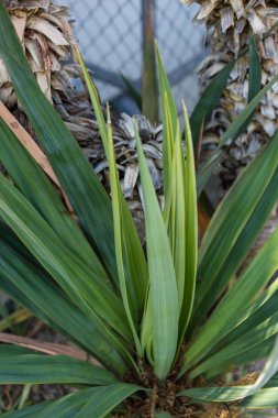 yaprak ve gövde avize ağacı aloifolia agavaceae palmiye kimden Meksika