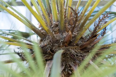 Chamaerops humilis olarak da bilinen cüce palmiye yaprağı