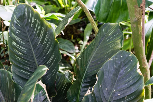 Daun hijau besar gelap dari guave strawberry ungu, psidium littorale longipes — Stok Foto