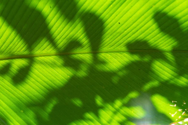 Grosse feuille verte à rayures de calathea marantaceae du Brésil — Photo