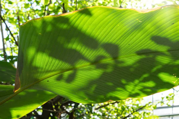 ブラジルからクズウコン属バショウ科の大きな緑ピン ストライプ リーフ — ストック写真