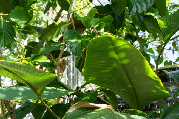 Frunze mari de dungi verzi de calathea marantaceae din brazil — Fotografie, imagine de stoc