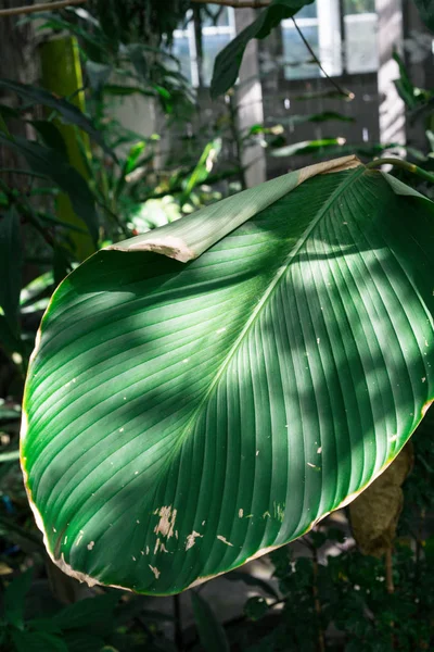 Grote groene pin stripe blad van calathea marantaceae uit Brazilië — Stockfoto