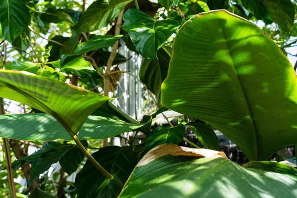 Grote groene pin stripe blad van calathea marantaceae uit Brazilië — Stockfoto