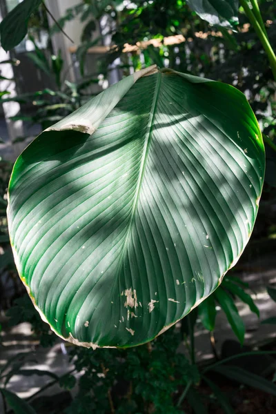 ブラジルからクズウコン属バショウ科の大きな緑ピン ストライプ リーフ — ストック写真