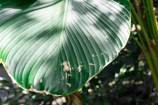 Folha de listra grande alfinete verde de calathea marantaceae do brasil — Fotografia de Stock