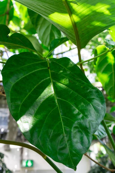 Folha de listra grande alfinete verde de calathea marantaceae do brasil — Fotografia de Stock