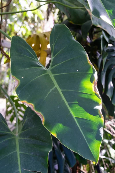 Großes Blatt des Kanonenkugelbaums, couroupita guianensis aus Südamerika — Stockfoto
