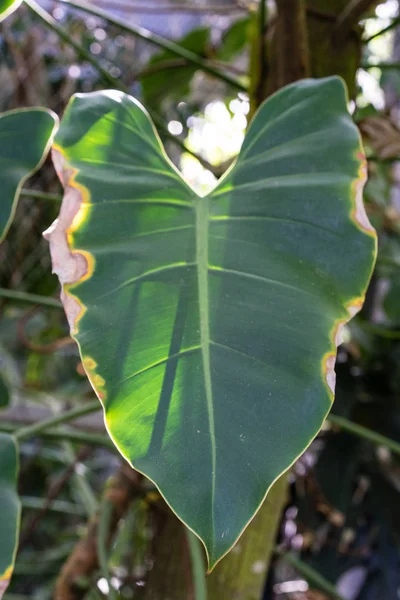 キャノン ボール ツリー、南米から couroupita guianensis の大きな葉 — ストック写真