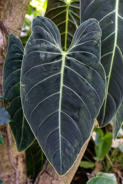Grote blad van worst boom, kigelia africana bignoniaceae — Stockfoto
