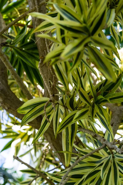 Blooming flower bud of dracaena reflexa agavaceae — Stock Photo, Image