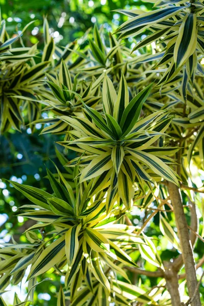 Blooming flower bud of dracaena reflexa agavaceae — Stock Photo, Image