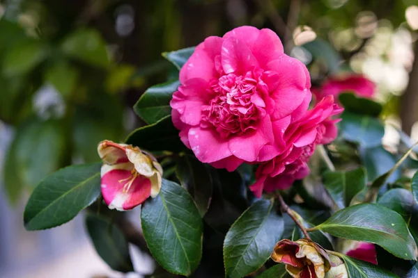 Camellia japonica theaceae flor rosa florescendo do japão — Fotografia de Stock