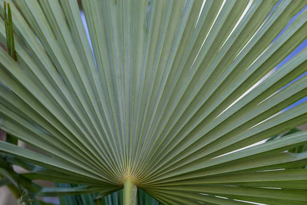 Dekoratives Blatt aus Trachycarpus fortunei Pflanze, China — Stockfoto