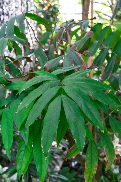 Daun hijau dari saraca declinata pohon fabaceae — Stok Foto
