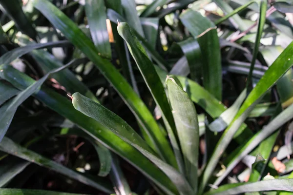 Daun berduri hijau dari aechmea miniata bromeliaceae — Stok Foto