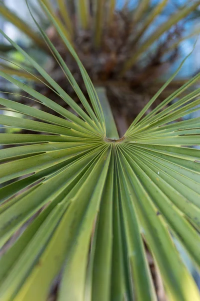 Chamaerops 扁平とも呼ばれる矮性のヤシの葉 — ストック写真