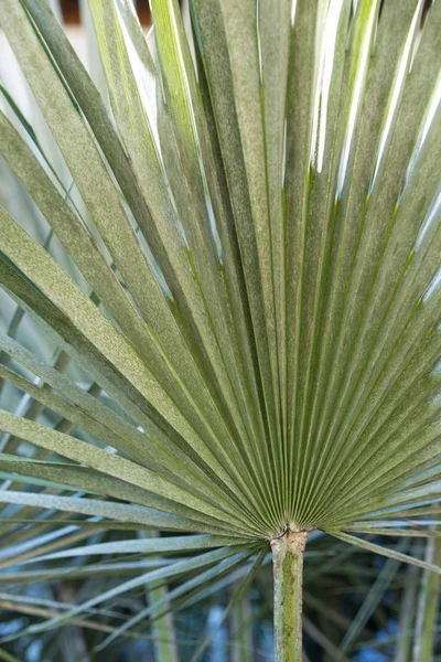 Blatt von Chamaerops humilis auch als Zwergpalme bekannt — Stockfoto