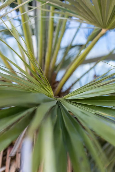 Feuille de chamaerops humilis également connue sous le nom de palmier nain — Photo