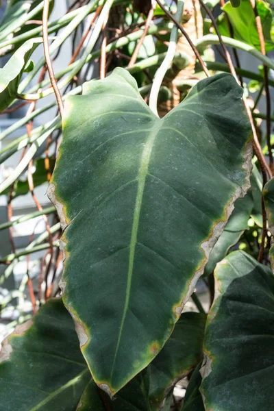 Folha de philodendron corcovadense araceae do brasil — Fotografia de Stock