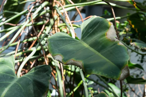 Blad av philodendron corcovadense araceae från Brasilien — Stockfoto