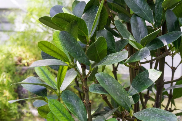 Daun dari pohon fukugi, garcinia subelliptica dari Kepulauan Ryukyu, Jepang — Stok Foto