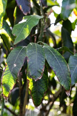mango ağacı, Hindistan'dan mangifera indica sakız ağacıgiller yaprakları
