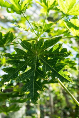 Olgun meyve, carica papaya caricaceae ile kavun ağacı