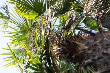 palmiye ağaç gövdesi, Çin'den trachycarpus fortunei