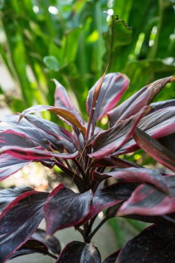 Kırmızı Mangrove yaprakları, Batı Afrika 'dan Rhizophora Mangle rhizophoraceae