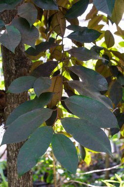 yıldız elma bitki ağacı, chrysophyllum cainito sopataceae