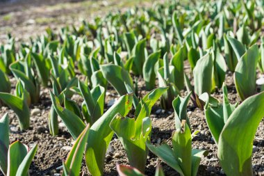 Çiçek alanında büyüyen genç fide