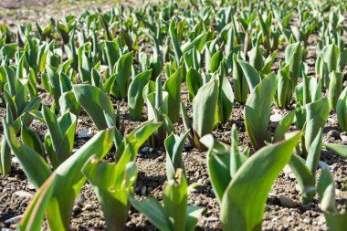 Çiçek alanında büyüyen genç fide