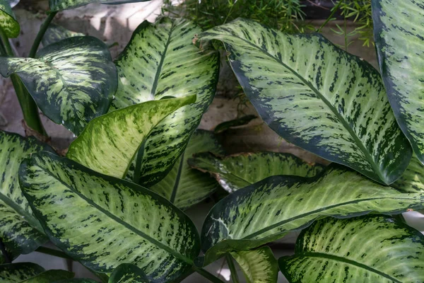 Листя Petrea volubilis verbenaceae рослини з мексики — стокове фото