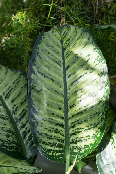 ใบของ petrea volubilis verbenaceae พืชจากเม็กซิโก — ภาพถ่ายสต็อก
