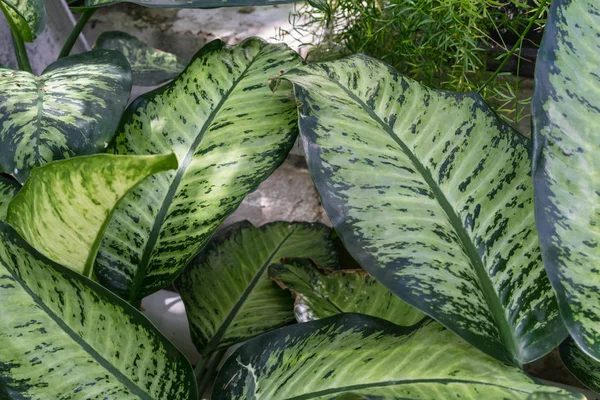 Daun dari tanaman petrea volubilis verbenaceae dari meksiko — Stok Foto