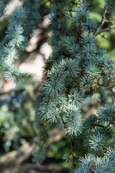 Pine leaf of cedrus atlantica tree from atlas mountain — Stock Photo, Image