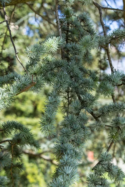 Pine leaf of cedrus atlantica tree from atlas mountain — Stock Photo, Image