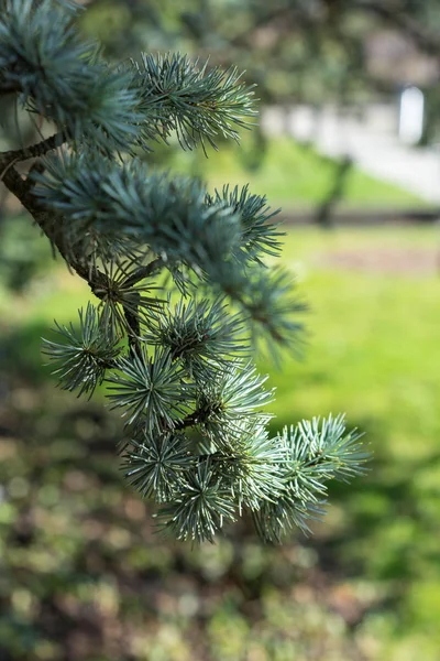 Folha de pinho de cedrus atlantica árvore de montanha de atlas — Fotografia de Stock