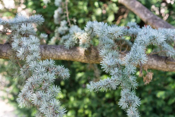 Pine leaf of cedrus atlantica tree from atlas mountain — Stock Photo, Image