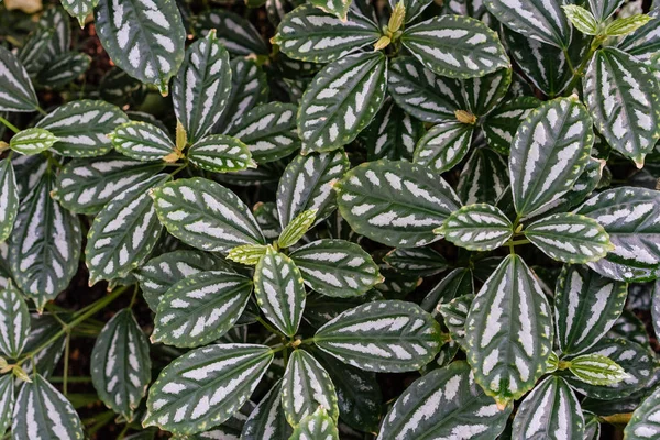 Tropische blad textuur achtergrond, donker groen en wit full frame — Stockfoto