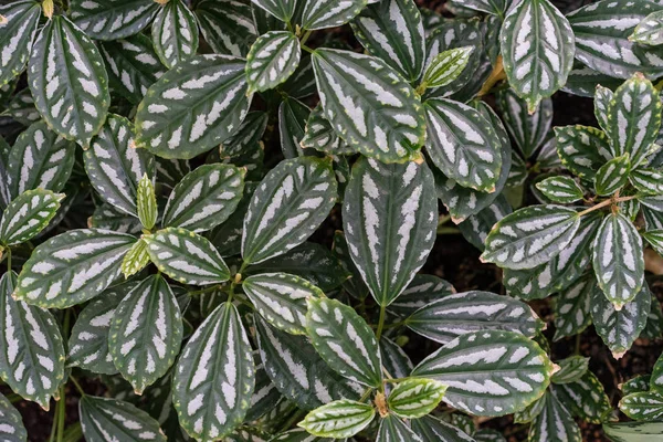 Fond de texture de feuille tropicale, vert foncé et blanc plein cadre — Photo