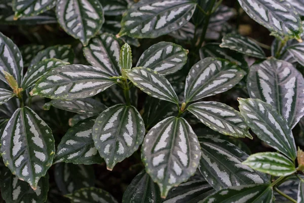 Tropische blad textuur achtergrond, donker groen en wit full frame — Stockfoto