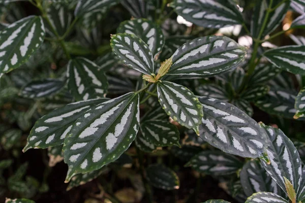 Fond de texture de feuille tropicale, vert foncé et blanc plein cadre — Photo