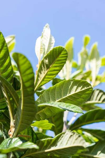 stock image tropical leaves of eriobotrya japonica mespel plant