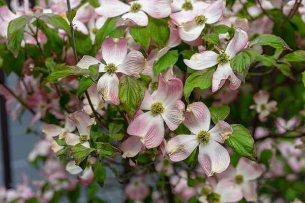 Una vista de cerca de las flores de madera de perro rosa, Cornus florida rubra — Foto de Stock
