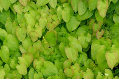 arka plan tasarımı için epimedium pinnatum Barrenwort bitki yaprakları