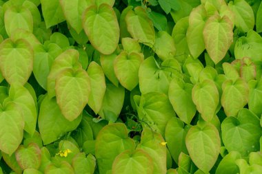 arka plan tasarımı için epimedium pinnatum Barrenwort bitki yaprakları